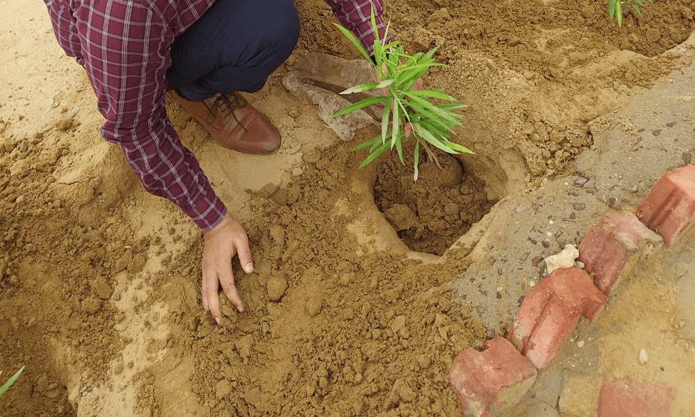 Plantation Drive